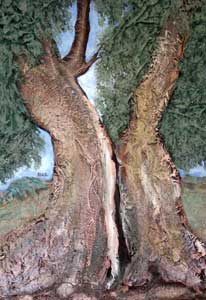 arboles